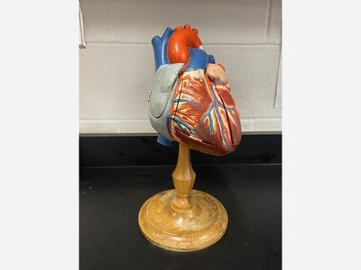 American Heart Association Month