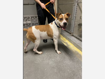 A Pet's Second Chance at Life